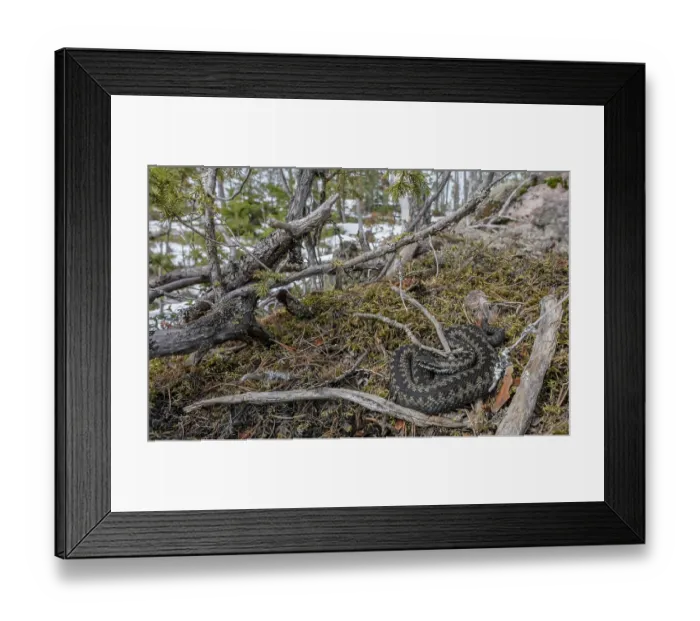 Framed Print : European viper (Vipera berus) male, resting on forest floor in early spring, Finland. April Framed Print : European viper (Vipera berus) male, resting on forest floor in early spring, Finland. April