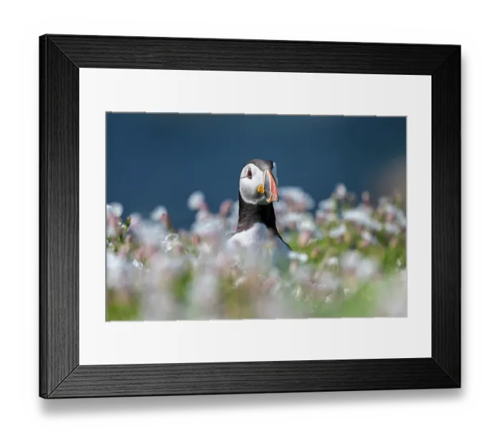 Framed Print : RF - Puffin (Fratercula arctica) standing among Bladder campion (Silene vulgaris), Great Saltee Island, County Wexford, Republic of Ireland. June, 2023 Framed Print : RF - Puffin (Fratercula arctica) standing among Bladder campion (Silene vulgaris), Great Saltee Island, County Wexford, Republic of Ireland. June, 2023