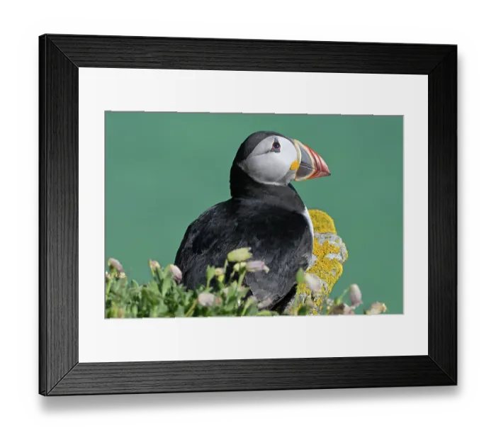 Framed Print : RF - Puffin (Fratercula arctica) portrait, Great Saltee Island, County Wexford, Republic of Ireland. June, 2023 Framed Print : RF - Puffin (Fratercula arctica) portrait, Great Saltee Island, County Wexford, Republic of Ireland. June, 2023
