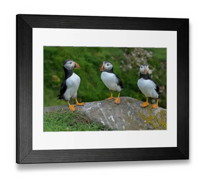 Framed Print : RF - Three Puffins (Fratercula arctica) perched on a rock, Great Saltee Island, County Wexford, Republic of Ireland Framed Print : RF - Three Puffins (Fratercula arctica) perched on a rock, Great Saltee Island, County Wexford, Republic of Ireland