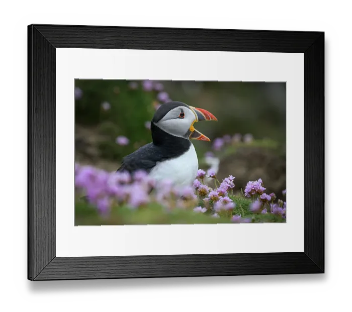 Framed Print : RF - Puffin (Fratercula arctica) perched among Sea thrift (Armeria maritima) calling, Great Saltee Island, County Wexford, Republic of Ireland. June, 2022 Framed Print : RF - Puffin (Fratercula arctica) perched among Sea thrift (Armeria maritima) calling, Great Saltee Island, County Wexford, Republic of Ireland. June, 2022