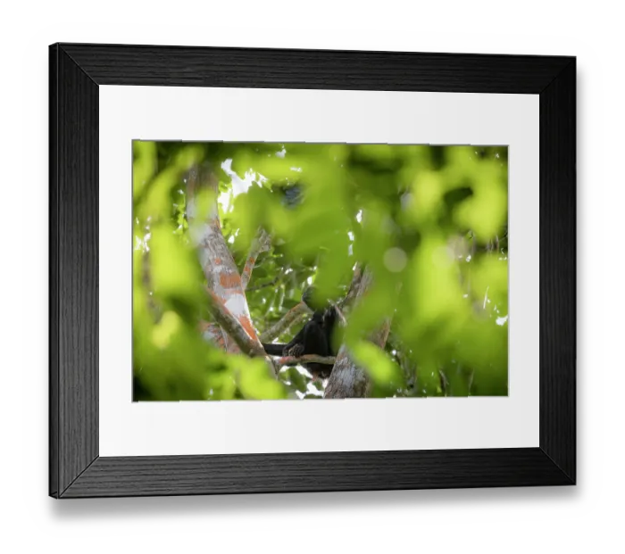 Framed Print : Colombian black spider monkey (Ateles fusciceps rufiventris) female, resting in tree, Marimonda, Necocli, Colombia. Endangered Framed Print : Colombian black spider monkey (Ateles fusciceps rufiventris) female, resting in tree, Marimonda, Necocli, Colombia. Endangered