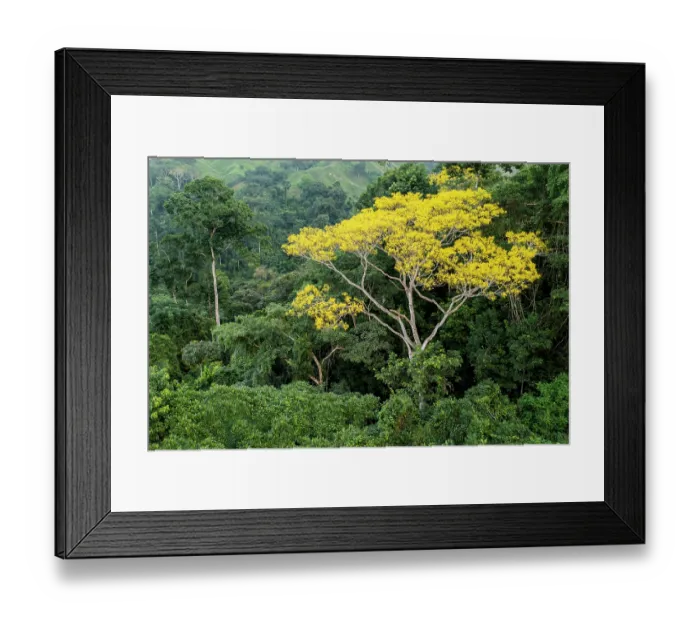Framed Print : Tambor tree (Schizolobium parahyba) in flower in the rainforest, between El Encanto and Kemakumake, Sierra Nevada de Santa Marta, Colombia. December, 2021 Framed Print : Tambor tree (Schizolobium parahyba) in flower in the rainforest, between El Encanto and Kemakumake, Sierra Nevada de Santa Marta, Colombia. December, 2021