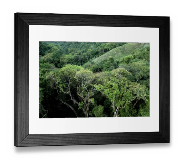 Framed Print : Aerial view of rainforest in Mojana district with degraded areas in the background, Sierra Nevada de Santa Marta, Colombia. December 2021 Framed Print : Aerial view of rainforest in Mojana district with degraded areas in the background, Sierra Nevada de Santa Marta, Colombia. December 2021