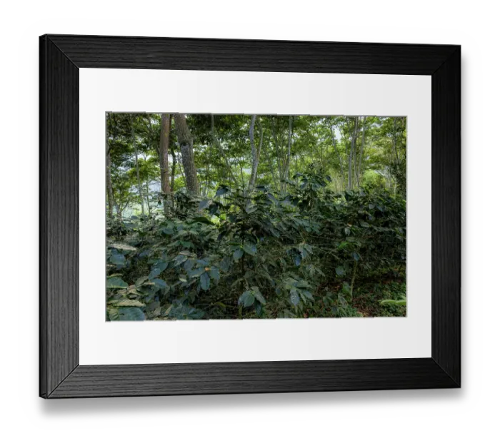 Framed Print : Shade-grown Coffee plantation in the Buritaca valley, Sierra Nevada de Santa Marta, Colombia. December, 2021 Framed Print : Shade-grown Coffee plantation in the Buritaca valley, Sierra Nevada de Santa Marta, Colombia. December, 2021