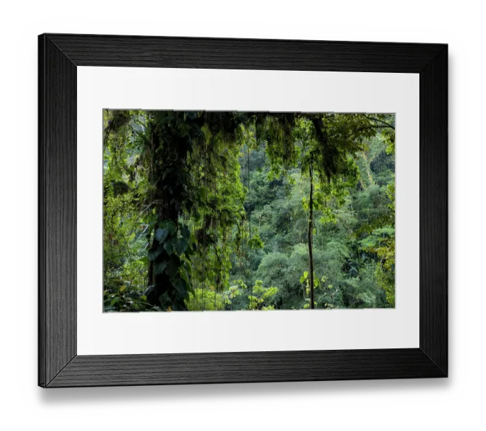 Framed Print : Rainforest in Buritaca valley, Sierra Nevada de Santa Marta, Colombia. December, 2021 Framed Print : Rainforest in Buritaca valley, Sierra Nevada de Santa Marta, Colombia. December, 2021