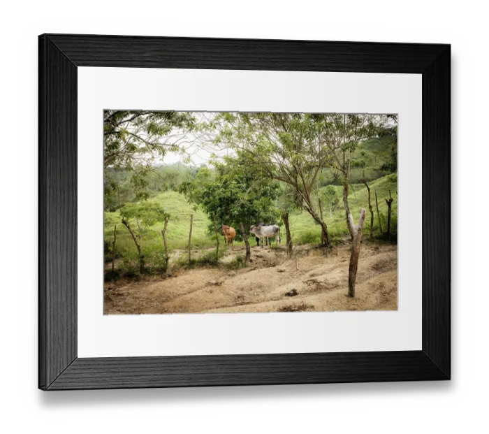 Framed Print : Cattle herd and soil degradation, close to El Encanto, Sierra Nevada de Santa Marta, Colombia. December, 2021 Framed Print : Cattle herd and soil degradation, close to El Encanto, Sierra Nevada de Santa Marta, Colombia. December, 2021