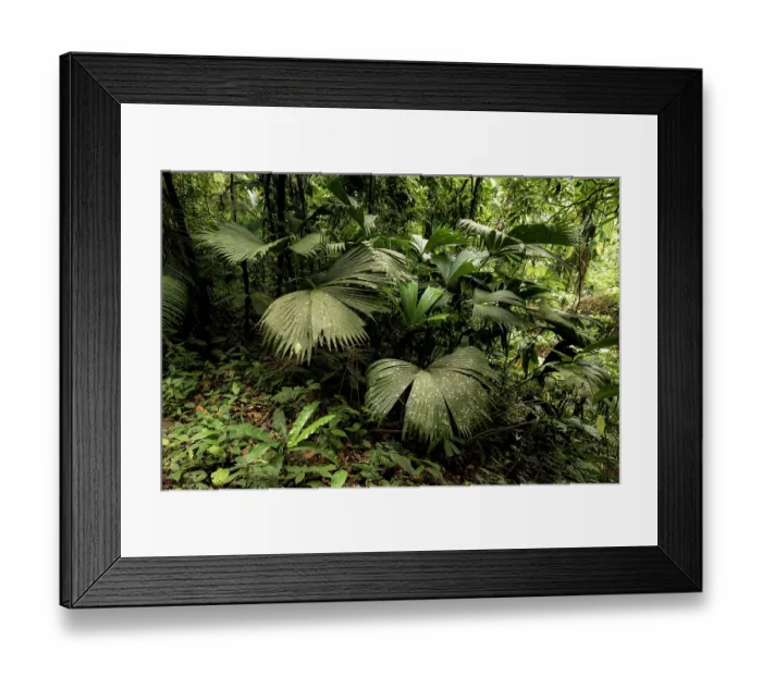 Framed Print : Rainforest in the Buritaca valley, Sierra Nevada de Santa Marta, Colombia. December, 2021