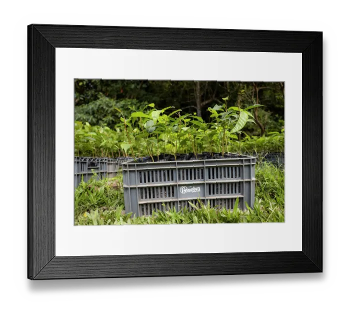 Framed Print : Young trees of Caoba (Swietenia macrophylla) in crate, part of a reforestation project, Bajo Aguas Lindas district, Sierra Nevada de Santa Marta, Colombia. December, 2021 Framed Print : Young trees of Caoba (Swietenia macrophylla) in crate, part of a reforestation project, Bajo Aguas Lindas district, Sierra Nevada de Santa Marta, Colombia. December, 2021
