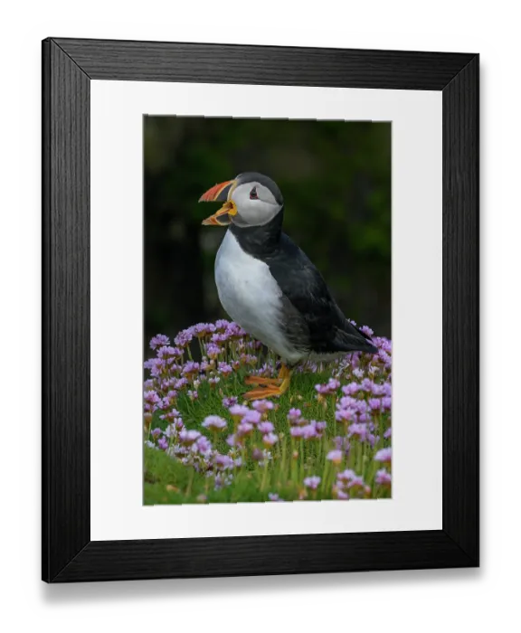 Framed Print : RF - Puffin (Fratercula arctica) perched among Sea thrift (Armeria maritima) calling, Great Saltee Island, County Wexford, Republic of Ireland. June, 2022 Framed Print : RF - Puffin (Fratercula arctica) perched among Sea thrift (Armeria maritima) calling, Great Saltee Island, County Wexford, Republic of Ireland. June, 2022