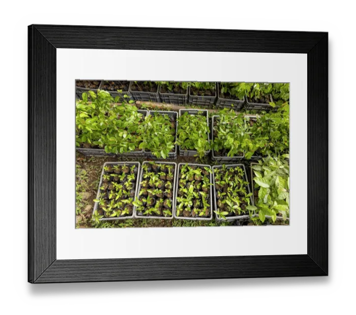 Framed Print : Trays of saplings, Caoba (Swietenia macrophylla), Guanabana (Annona muricata) and Algarrobo (Hymenaea courbaril) ready for planting in reforestation project Framed Print : Trays of saplings, Caoba (Swietenia macrophylla), Guanabana (Annona muricata) and Algarrobo (Hymenaea courbaril) ready for planting in reforestation project
