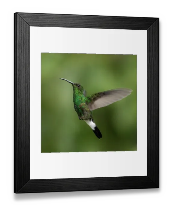 Framed Print : White-vented plumeleteer (Chalybura buffonii) in flight, portrait, Sierra Nevada de Santa Marta, Colombia Framed Print : White-vented plumeleteer (Chalybura buffonii) in flight, portrait, Sierra Nevada de Santa Marta, Colombia