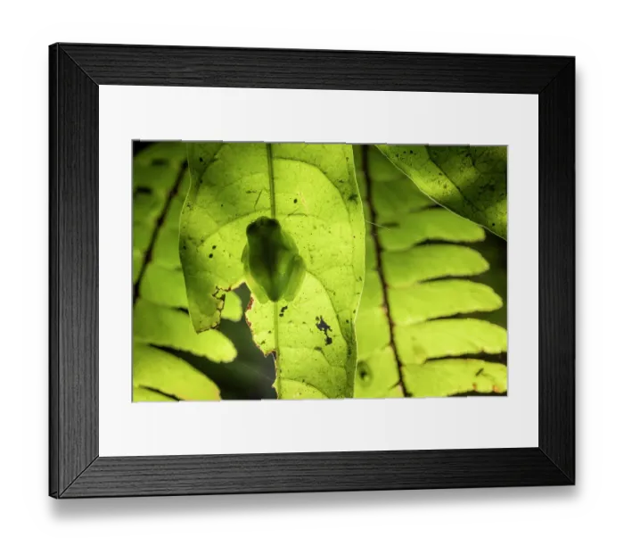 Framed Print : Magdalena giant glass frog (Ikakogi tayrona) sleeping on leaf, Sierra Nevada de Santa Marta, Colombia Framed Print : Magdalena giant glass frog (Ikakogi tayrona) sleeping on leaf, Sierra Nevada de Santa Marta, Colombia