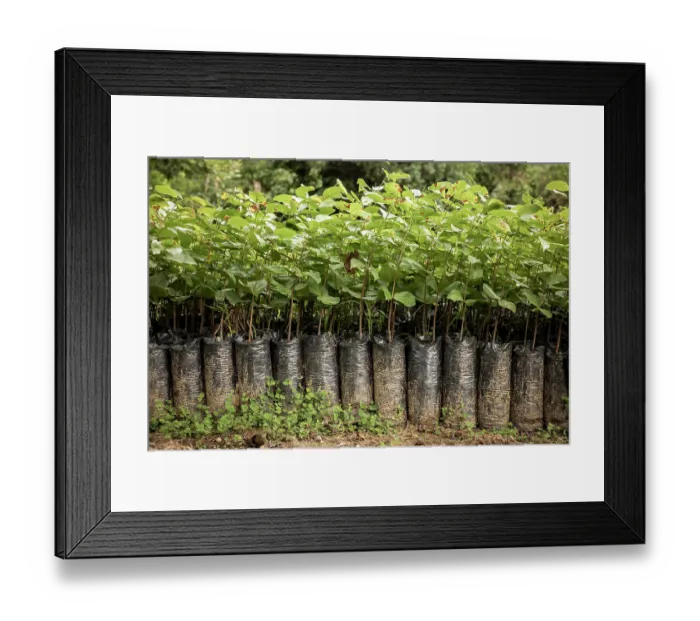 Framed Print : Young Algarrobo trees (Hymenaea courbaril) in a nursery, part of a reforestation project, Sierra Nevada de Santa Marta, Colombia, November, 2021 Framed Print : Young Algarrobo trees (Hymenaea courbaril) in a nursery, part of a reforestation project, Sierra Nevada de Santa Marta, Colombia, November, 2021