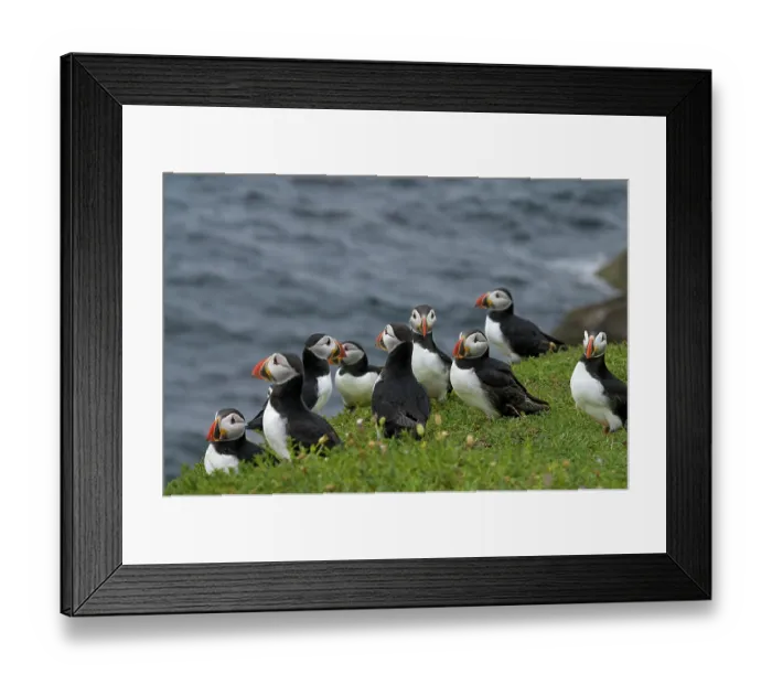Framed Print : RF - Group of Puffins (Fratercula arctica) perched on cliff top, Great Saltee Island, County Wexford, Republic of Ireland. June