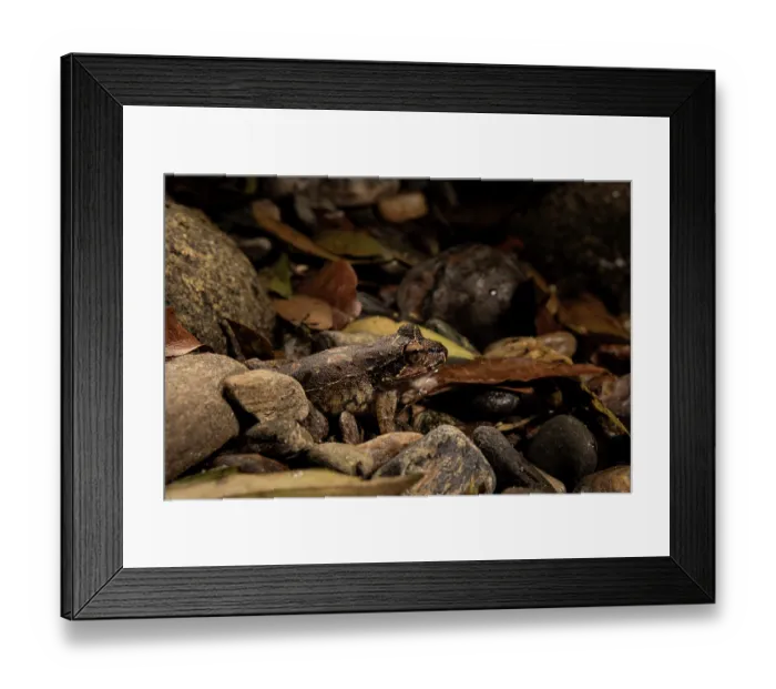 Framed Print : Boulenger's backpack frog (Cryptobatrachus boulengeri) resting on stony ground, Sierra Nevada de Santa Marta, Colombia