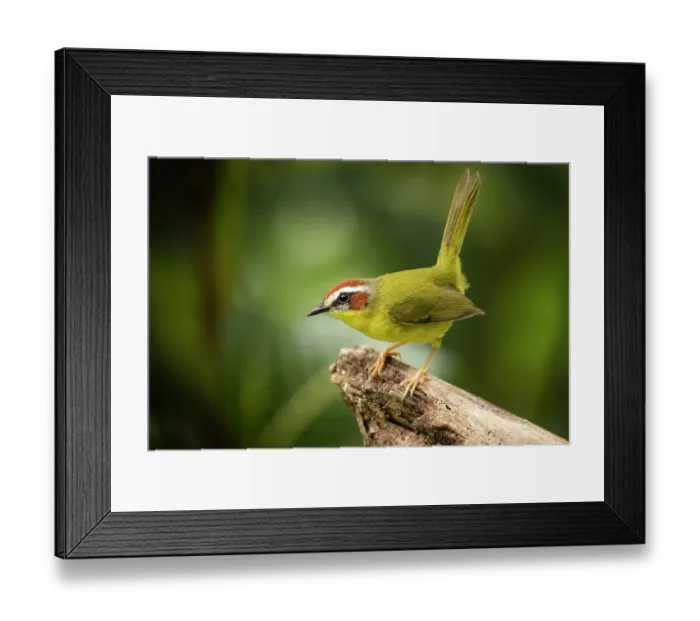 Framed Print : Rufous-capped warbler (Basileuterus rufifrons) portrait, Sierra Nevada de Santa Marta, Colombia Framed Print : Rufous-capped warbler (Basileuterus rufifrons) portrait, Sierra Nevada de Santa Marta, Colombia