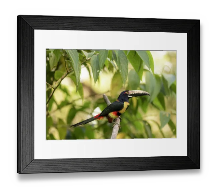 Framed Print : Collared aracari (Pteroglossus torquatus) perched on branch, Sierra Nevada de Santa Marta, Colombia Framed Print : Collared aracari (Pteroglossus torquatus) perched on branch, Sierra Nevada de Santa Marta, Colombia