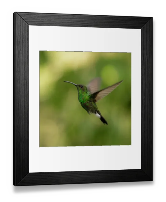 Framed Print : White-vented plumeleteer (Chalybura buffonii) in flight, portrait, Sierra Nevada de Santa Marta, Colombia Framed Print : White-vented plumeleteer (Chalybura buffonii) in flight, portrait, Sierra Nevada de Santa Marta, Colombia
