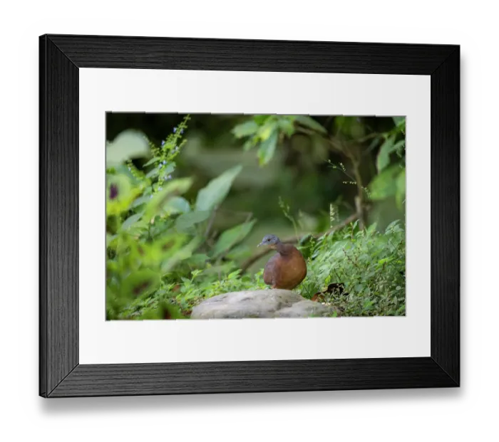 Framed Print : Little tinamou (Crypturellus soui) portrait, Sierra Nevada de Santa Marta, Colombia Framed Print : Little tinamou (Crypturellus soui) portrait, Sierra Nevada de Santa Marta, Colombia