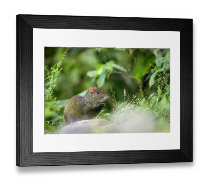 Framed Print : Central American agouti (Dasyprocta punctata) feeding, Sierra Nevada de Santa Marta, Colombia Framed Print : Central American agouti (Dasyprocta punctata) feeding, Sierra Nevada de Santa Marta, Colombia