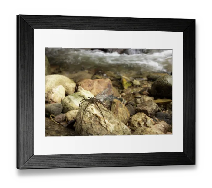 Framed Print : Fishing spider (Trechalea sp.) resting on rock at edge of stream, Sierra Nevada de Santa Marta, Colombia Framed Print : Fishing spider (Trechalea sp.) resting on rock at edge of stream, Sierra Nevada de Santa Marta, Colombia