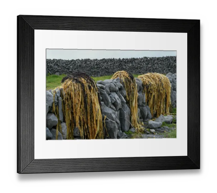 Framed Print : Seaweed drying on drystone wall, Inisheer, Aran Islands, County Galway, Republic of Ireland. June, 2019 Framed Print : Seaweed drying on drystone wall, Inisheer, Aran Islands, County Galway, Republic of Ireland. June, 2019