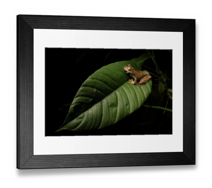 Framed Print : Chirique-Flusse tree frog (Boana pugnax) sharing a leaf with a Mayfly, Buritaca Valley, Sierra Nevada de Santa Marta, Colombia Framed Print : Chirique-Flusse tree frog (Boana pugnax) sharing a leaf with a Mayfly, Buritaca Valley, Sierra Nevada de Santa Marta, Colombia