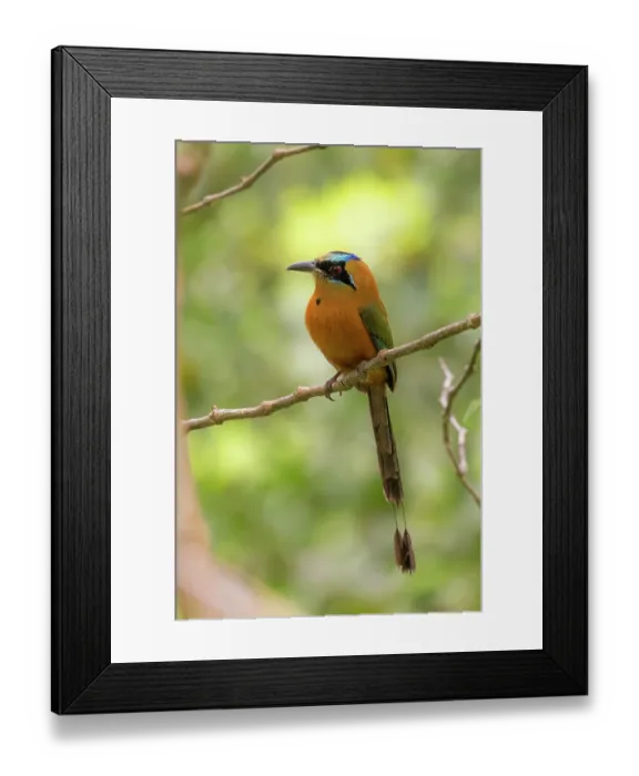 Framed Print : Whooping motmot (Momotus subrufescens) perched on branch, Sierra Nevada de Santa Marta, Colombia Framed Print : Whooping motmot (Momotus subrufescens) perched on branch, Sierra Nevada de Santa Marta, Colombia