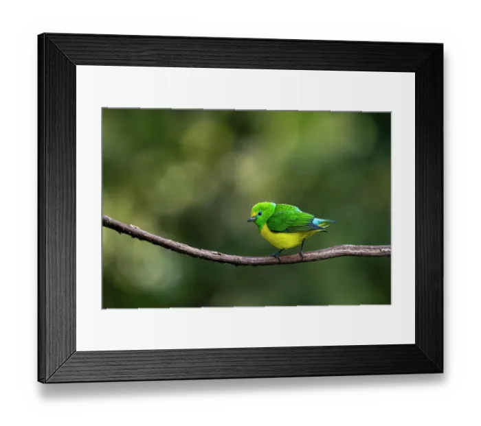 Framed Print : Blue-naped chlorophonia (Chlorophonia cyanea psittacina) perched on branch, Sierra Nevada de Santa Marta, Colombia Framed Print : Blue-naped chlorophonia (Chlorophonia cyanea psittacina) perched on branch, Sierra Nevada de Santa Marta, Colombia
