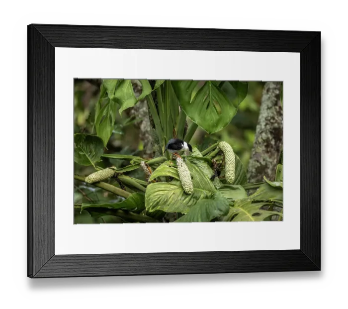 Framed Print : White-bearded manakin (Manacus manacus abditivus) perched in tree, Sierra Nevada de Santa Marta, Colombia Framed Print : White-bearded manakin (Manacus manacus abditivus) perched in tree, Sierra Nevada de Santa Marta, Colombia