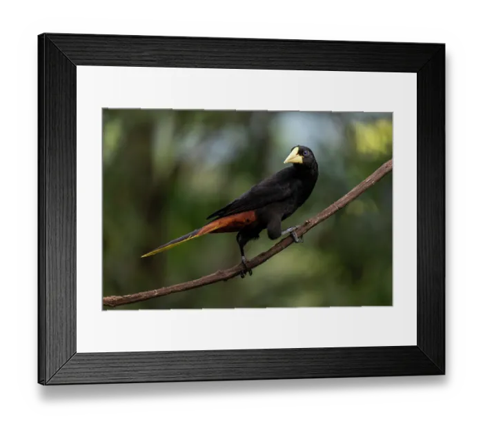 Framed Print : Crested oropendola (Psarocolius decumanus) perched on branch, Sierra Nevada de Santa Marta, Colombia