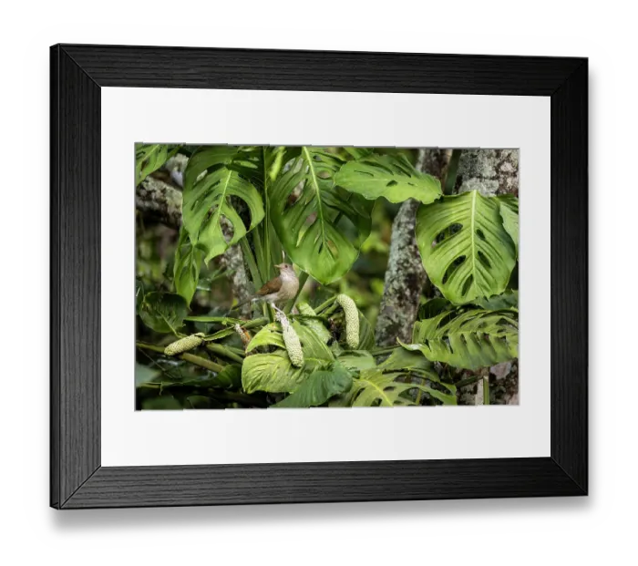 Framed Print : Pale-breasted thrush (Turdus leucomelas) perched in tree, Sierra Nevada de Santa Marta, Colombia Framed Print : Pale-breasted thrush (Turdus leucomelas) perched in tree, Sierra Nevada de Santa Marta, Colombia