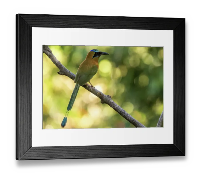 Framed Print : Whooping motmot (Momotus subrufescens) perched on branch, Sierra Nevada de Santa Marta, Colombia Framed Print : Whooping motmot (Momotus subrufescens) perched on branch, Sierra Nevada de Santa Marta, Colombia