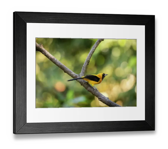 Framed Print : Yellow-backed oriole (Icterus chrysater) perched on branch, Sierra Nevada de Santa Marta, Colombia Framed Print : Yellow-backed oriole (Icterus chrysater) perched on branch, Sierra Nevada de Santa Marta, Colombia