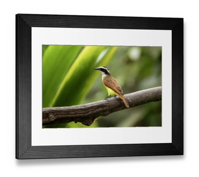Framed Print : Great kiskadee (Pitangus sulphuratus) perched on branch, Sierra Nevada de Santa Marta, Colombia Framed Print : Great kiskadee (Pitangus sulphuratus) perched on branch, Sierra Nevada de Santa Marta, Colombia