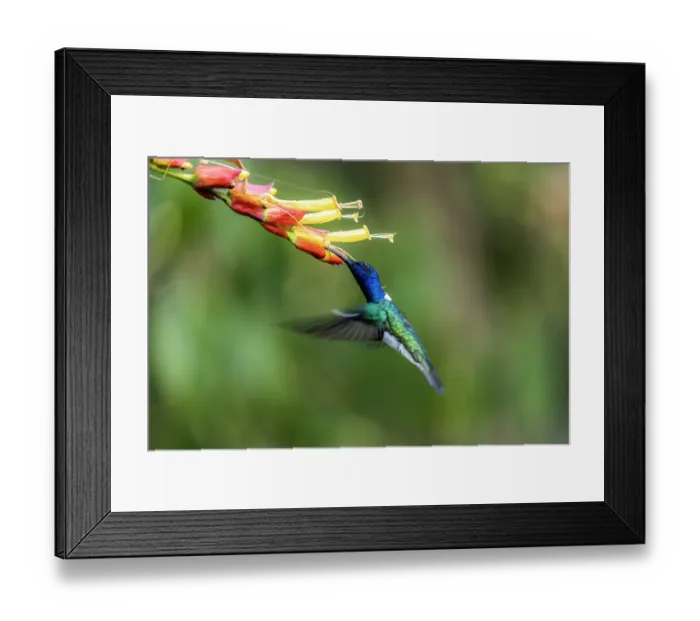 Framed Print : White-necked jacobin (Florisuga mellivora) hovering, feeding from flower, Sierra Nevada de Santa Marta, Colombia Framed Print : White-necked jacobin (Florisuga mellivora) hovering, feeding from flower, Sierra Nevada de Santa Marta, Colombia