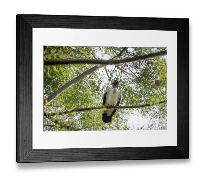 Framed Print : King vulture (Sarcoramphus papa) perched on branch, Sierra Nevada de Santa Marta, Colombia Framed Print : King vulture (Sarcoramphus papa) perched on branch, Sierra Nevada de Santa Marta, Colombia