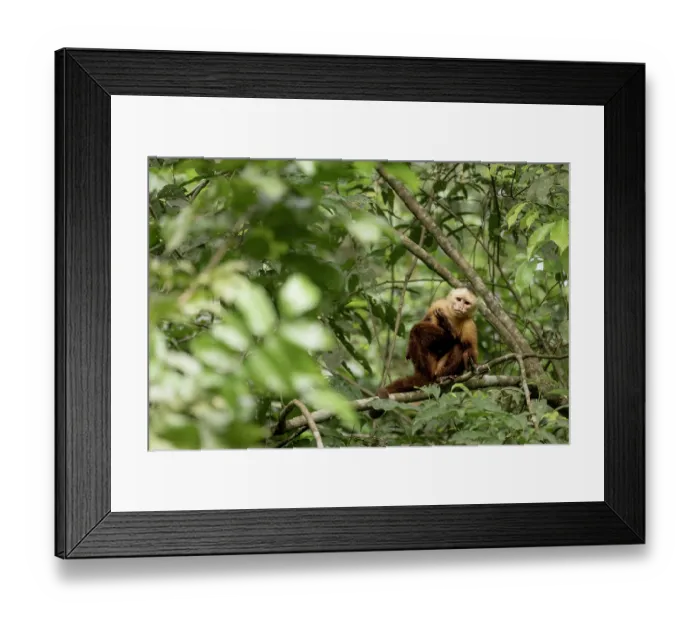 Framed Print : Santa Marta white-fronted capuchin (Cebus malitiosus) sitting in tree, scratching, Tayrona National Park, Colombia. Endangered Framed Print : Santa Marta white-fronted capuchin (Cebus malitiosus) sitting in tree, scratching, Tayrona National Park, Colombia. Endangered