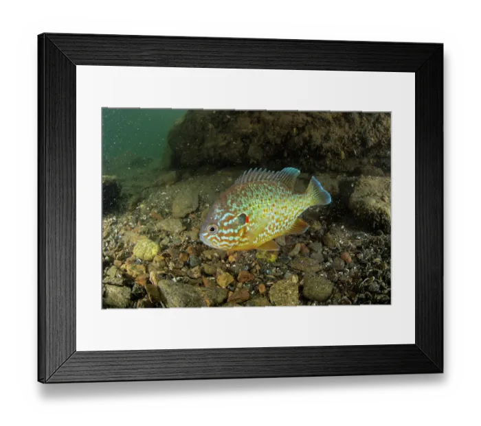 Framed Print : Pumpkinseed (Lepomis gibbosus) male, swimming over lake bed, Lake Lugano, Ticino, Switzerland Framed Print : Pumpkinseed (Lepomis gibbosus) male, swimming over lake bed, Lake Lugano, Ticino, Switzerland