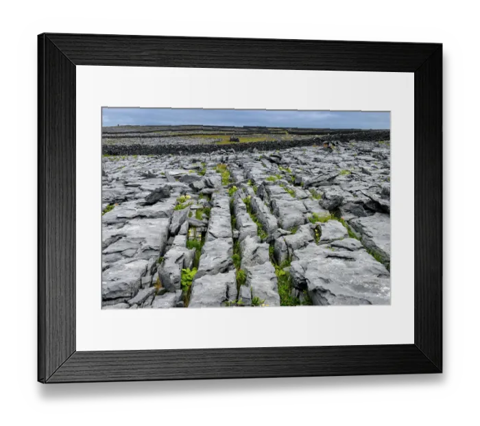 Framed Print : Limestone pavement, Inishmaan, Aran Islands, County Galway, Republic of Ireland. June, 2019 Framed Print : Limestone pavement, Inishmaan, Aran Islands, County Galway, Republic of Ireland. June, 2019