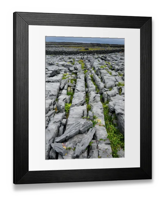 Framed Print : Limestone pavement, Inishmaan, Aran Islands, County Galway, Republic of Ireland. June, 2019 Framed Print : Limestone pavement, Inishmaan, Aran Islands, County Galway, Republic of Ireland. June, 2019