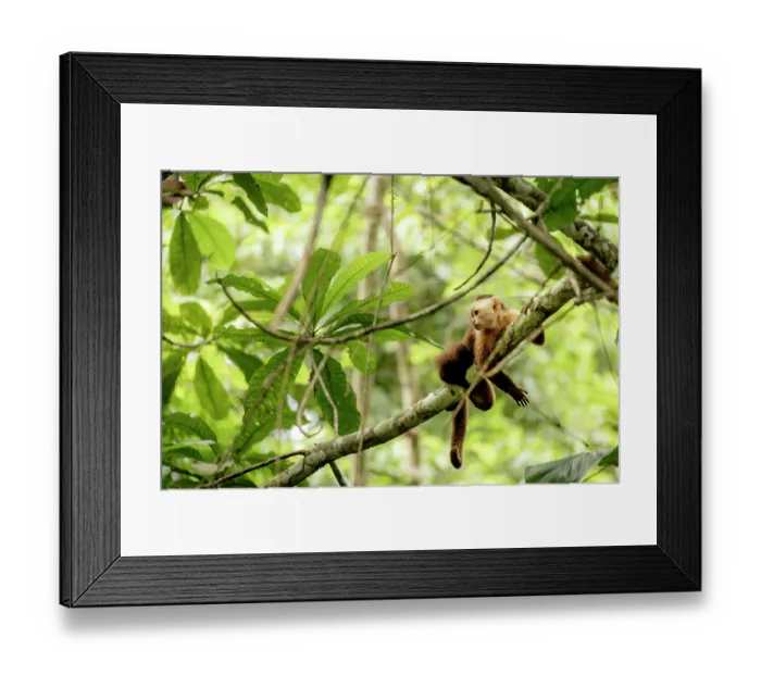 Framed Print : Santa Marta white-fronted capuchin (Cebus malitiosus) resting on branch, Tayrona National Park, Colombia. Endangered Framed Print : Santa Marta white-fronted capuchin (Cebus malitiosus) resting on branch, Tayrona National Park, Colombia. Endangered