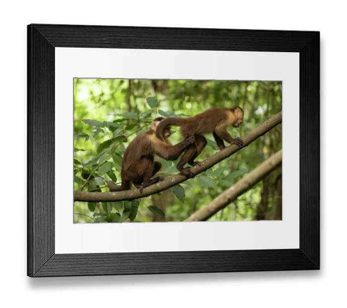 Framed Print : Two Santa Marta white-fronted capuchins (Cebus malitiosus) standing on branch allogrooming, Tayrona National Park, Colombia. Endangered Framed Print : Two Santa Marta white-fronted capuchins (Cebus malitiosus) standing on branch allogrooming, Tayrona National Park, Colombia. Endangered