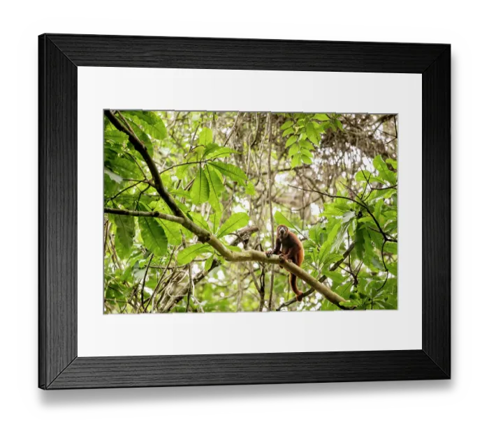 Framed Print : Colombian red-howler monkey (Alouatta seniculus) sitting on branch, Tayrona National Park, Colombia Framed Print : Colombian red-howler monkey (Alouatta seniculus) sitting on branch, Tayrona National Park, Colombia