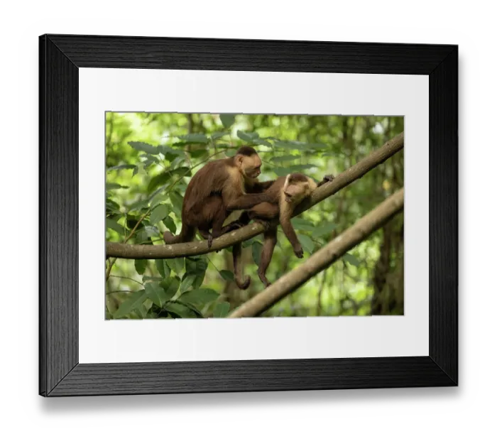 Framed Print : Two Santa Marta white-fronted capuchins (Cebus malitiosus) resting on branch allogrooming, Tayrona National Park, Colombia. Endangered Framed Print : Two Santa Marta white-fronted capuchins (Cebus malitiosus) resting on branch allogrooming, Tayrona National Park, Colombia. Endangered