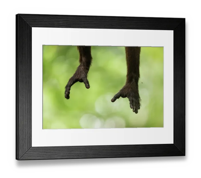 Framed Print : Hands of a Santa Marta white-fronted capuchin (Cebus malitiosus) reaching out, Tayrona National Park, Colombia. Endangered Framed Print : Hands of a Santa Marta white-fronted capuchin (Cebus malitiosus) reaching out, Tayrona National Park, Colombia. Endangered