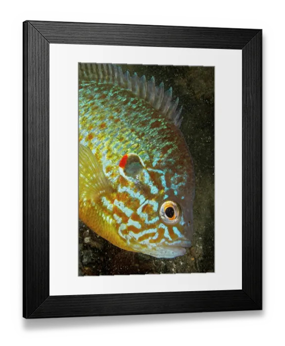 Framed Print : Pumpkinseed (Lepomis gibbosus) male, portrait, Lake Lugano, Ticino, Switzerland Framed Print : Pumpkinseed (Lepomis gibbosus) male, portrait, Lake Lugano, Ticino, Switzerland