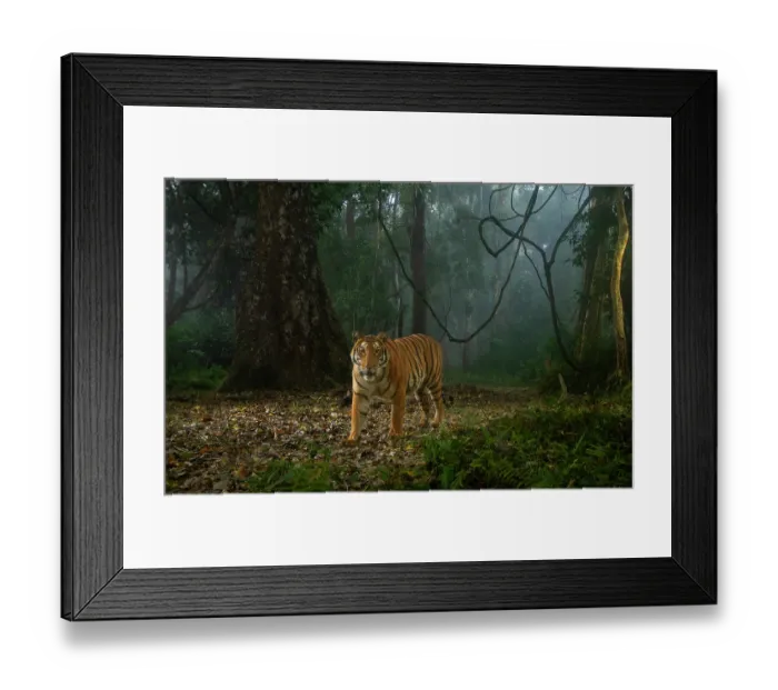 Framed Print : Bengal tiger (Panthera tigris tigris) walking through rainforest on a foggy morning, Kaziranga Tiger Reserve, India. Endangered. Camera trap image Framed Print : Bengal tiger (Panthera tigris tigris) walking through rainforest on a foggy morning, Kaziranga Tiger Reserve, India. Endangered. Camera trap image