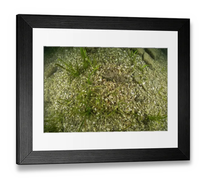 Framed Print : Quagga mussels (Dreissena bugensis) on lake bed, Lake Lugano, Ticino, Switzerland Framed Print : Quagga mussels (Dreissena bugensis) on lake bed, Lake Lugano, Ticino, Switzerland